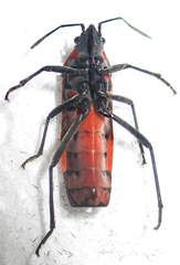 Spilostethus macilentus