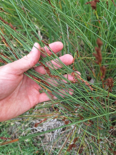Image of Machaerina juncea by (c) Oscar Dove, some rights reserved (CC BY)