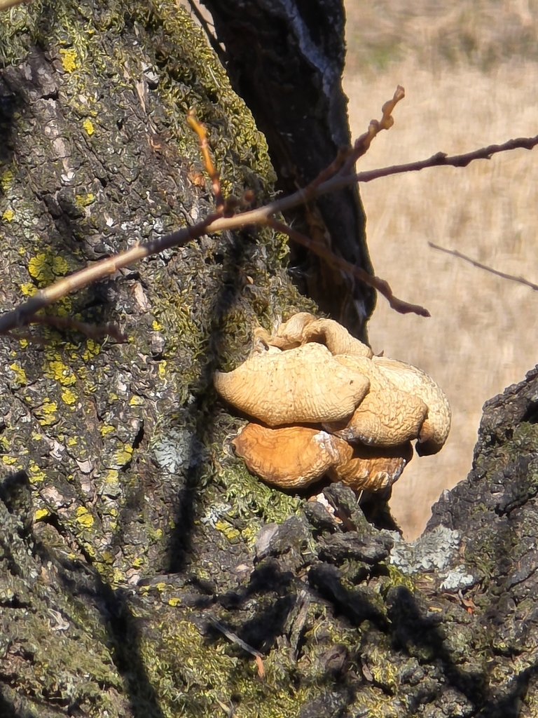 Pleurotus ostreatus · February 2025 · photo: © tbc_watanabe (iNaturalist, cc-by)