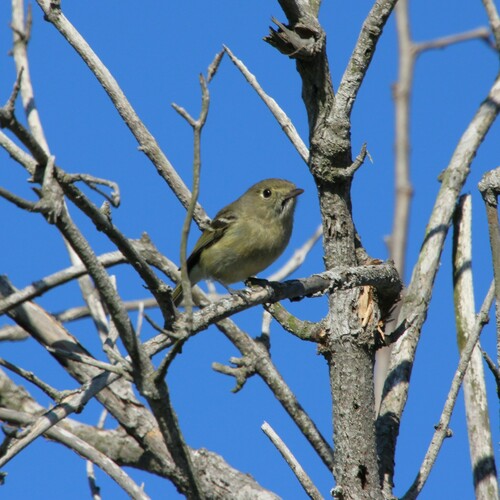 iNaturalist observation photo of Hutton's Vireo