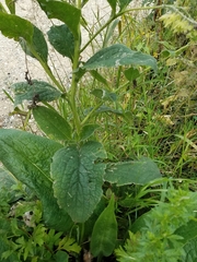 Symphytum officinale