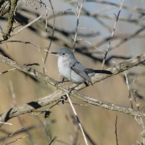 iNaturalist observation photo of Blue-gray Gnatcatcher