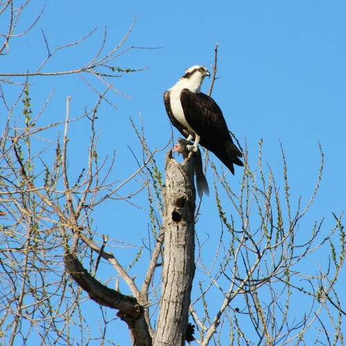 iNaturalist observation photo of Osprey