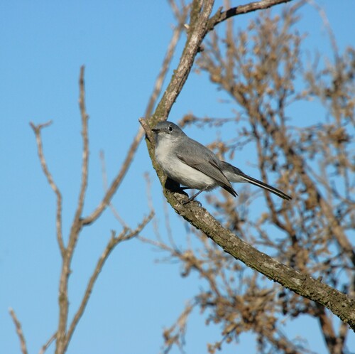 iNaturalist observation photo of Blue-gray Gnatcatcher