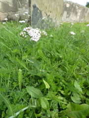 Achillea millefolium