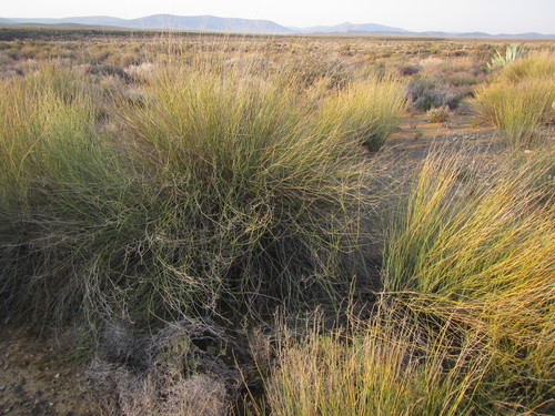 Image of Deverra aphylla by (c) douglaseustonbrown, some rights reserved (CC BY-SA)