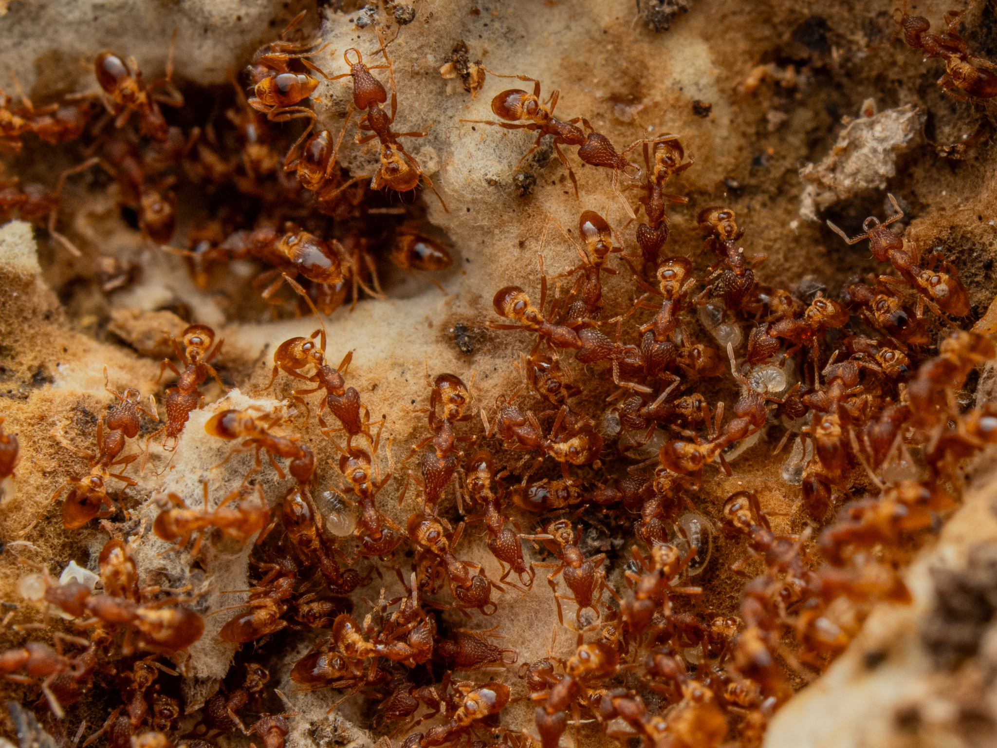 Strumigenys minutula