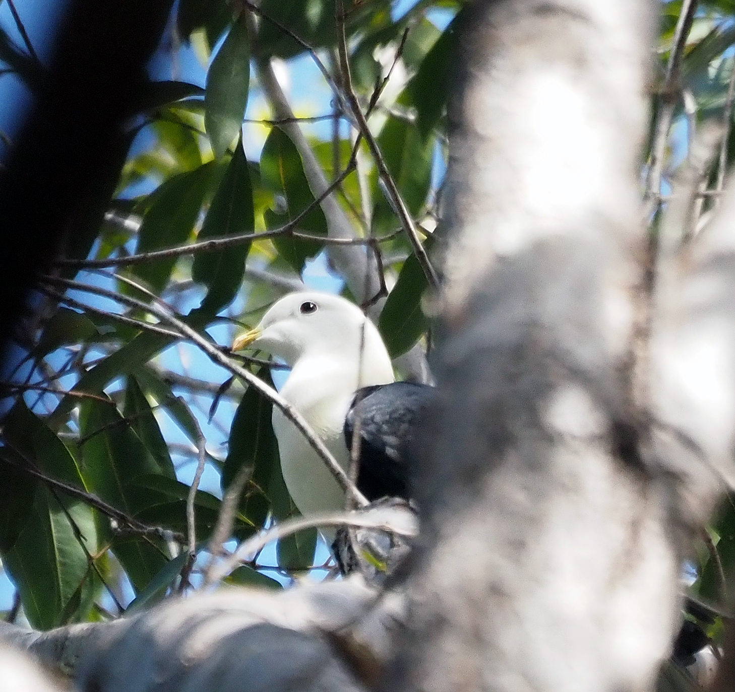 Black-banded Fruit Dove (Ptilinopus alligator), photo 6