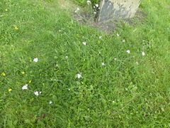 Achillea millefolium