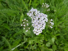 Achillea millefolium