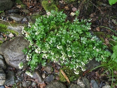 Cardamine macrophylla