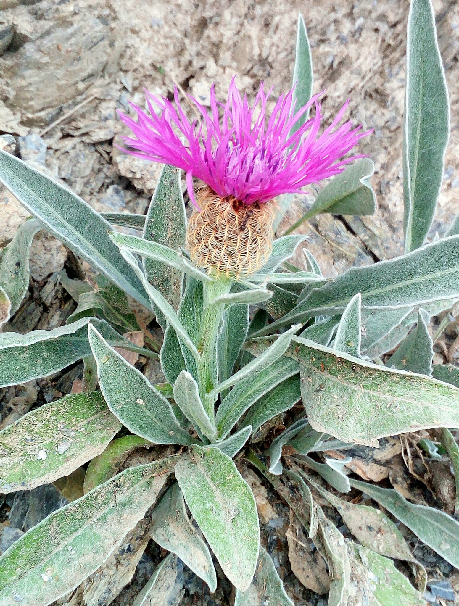 Centaurea uniflora