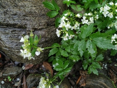 Cardamine macrophylla