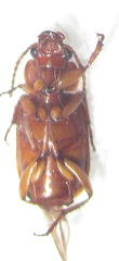 Somoplatus