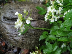 Cardamine macrophylla