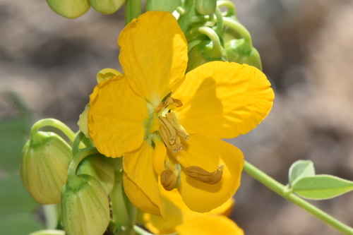 hairy senna