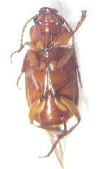 Somoplatus