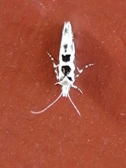 Ypsolopha sequella