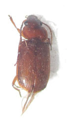 Somoplatus