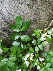 Cardamine macrophylla