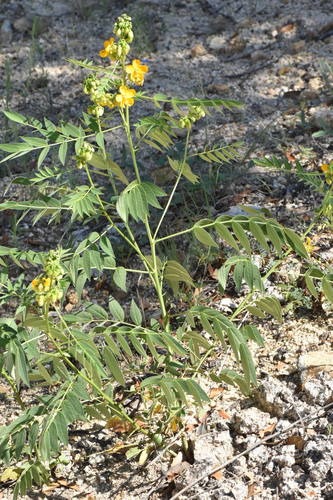 hairy senna