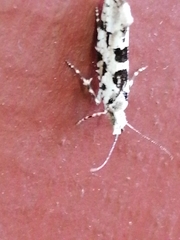 Ypsolopha sequella