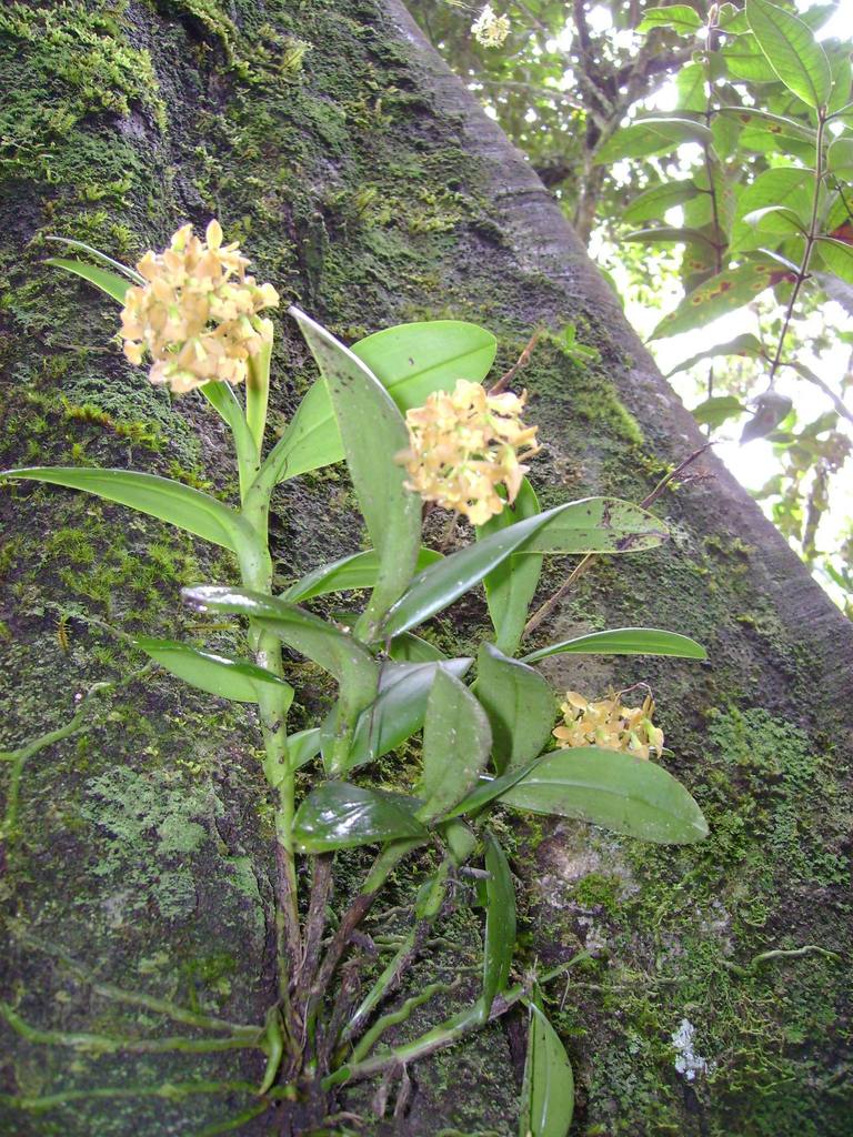Epidendrum anceps