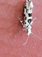 Ypsolopha sequella