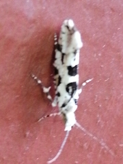 Ypsolopha sequella