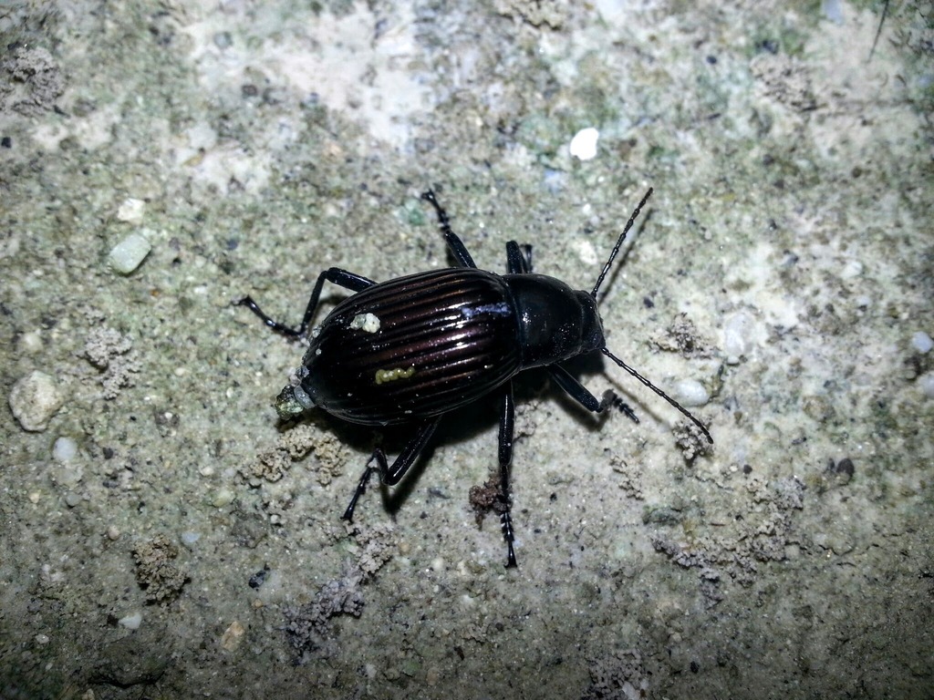 Hegemona hondurensis