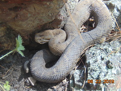 Crotalus willardi silus