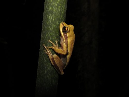 Speckled Treefrog, Boana semiguttata