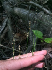 Carex radiata