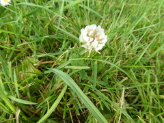 Trifolium repens