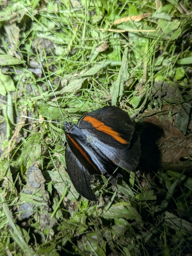 Pereute leucodrosime