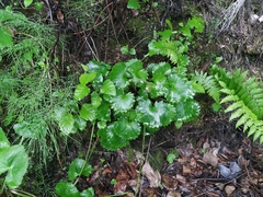Micranthes nelsoniana aestivalis