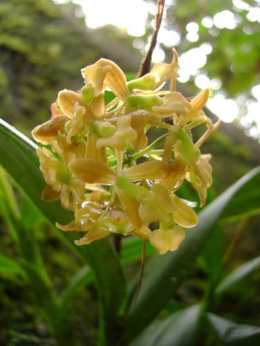 Image of Epidendrum anceps by (c) Paul Prior, some rights reserved (CC BY)