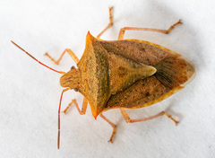 Euschistus ictericus