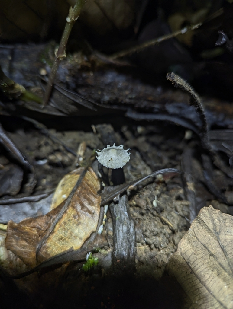 Cystolepiota seminuda · February 2025 · photo: © benjaminhidalgo (iNaturalist, cc-by)