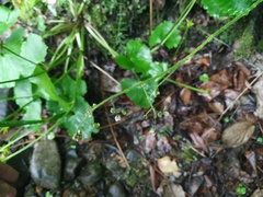 Micranthes nelsoniana aestivalis
