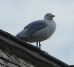 Larus argentatus