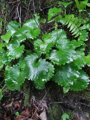 Micranthes nelsoniana aestivalis