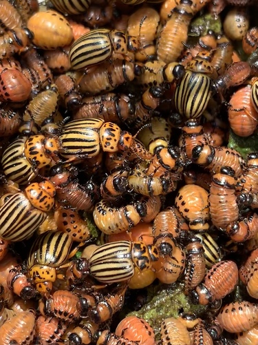 Colorado Potato Beetle