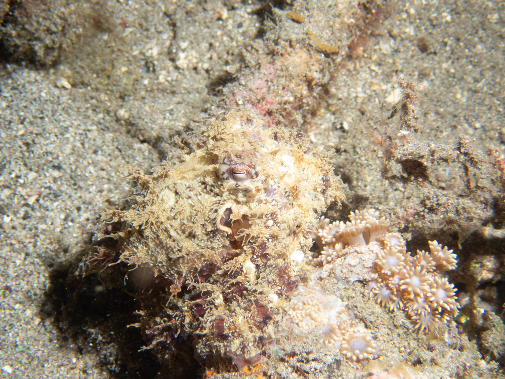 Mosaic Drop-arm Octopus
