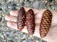 Picea jezoensis jezoensis