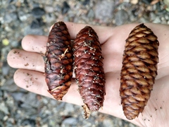 Picea jezoensis jezoensis