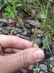 Carex eleusinoides