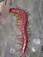 Scolopendra alternans