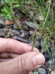 Carex eleusinoides