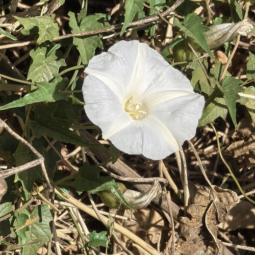 Image of Operculina pinnatifida by no rights reserved